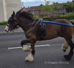 Driving Filly 