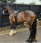 Driving Filly 
