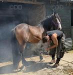 Driving Filly 