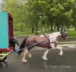 15.3hh Driving Mare 