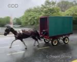 15.3hh Driving Mare 