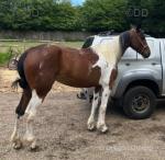 15.3hh Driving Mare 