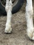 15.3hh Driving Mare 