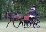 12hh Hackney Driving Gelding 
