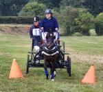 12hh Hackney Driving Gelding 
