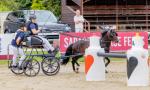 12hh Hackney Driving Gelding 