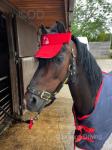 12hh Hackney Driving Gelding 