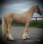 Colt