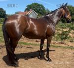 Fly, 16hh Riding Mare