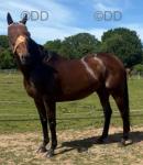 Fly, 16hh Riding Mare
