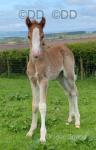  Llanstephen Newynn Mabe, Welsh Section C Colt Foal 
