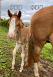  Llanstephen Newynn Mabe, Welsh Section C Colt Foal 
