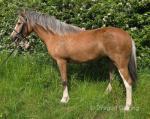 April, 12.1hh Mare
