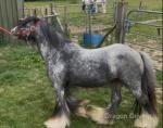 Colt