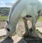 12.2hh Ride and Drive Gleding 
