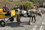 12.2hh Ride and Drive Gleding 