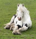 12.2hh Ride and Drive Gleding 