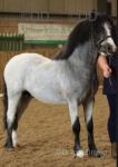 Dusty, 11hh Welsh Section A Stallion