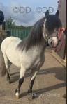 Dusty, 11hh Welsh Section A Stallion