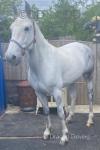 15hh Ride and Drive Mare