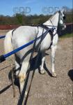 15hh Ride and Drive Mare