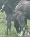 Welsh Section D Filly 