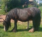 14hh Broodmare with Colt Foal at Foot