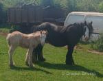 14hh Broodmare with Colt Foal at Foot