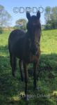 Tilly, 15hh Ride and Drive Mare