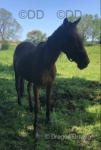 Tilly, 15hh Ride and Drive Mare