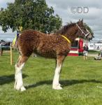 Shire Filly Foal