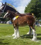 Shire Filly Foal