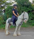 Mickey, 12.2hh Riding Gelding 