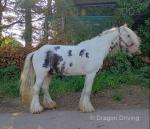 Mickey, 12.2hh Riding Gelding 