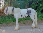 Mickey, 12.2hh Riding Gelding 