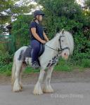 Mickey, 12.2hh Riding Gelding 