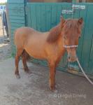 Ginger, Shetland x Filly