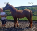 Ginger, Shetland x Filly
