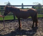 Ginger, Shetland x Filly