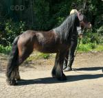Timmy, 12hh Riding Stallion 