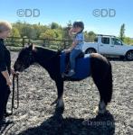 Timmy, 12hh Riding Stallion 
