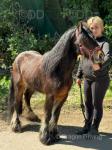 Timmy, 12hh Riding Stallion 
