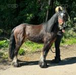 Timmy, 12hh Riding Stallion 