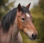 15.1hh Ardennais Mare