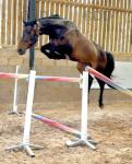 16.1hh Mare