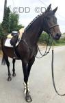 16.1hh Mare