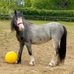 Filly