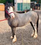 Filly