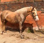13hh Gelding 