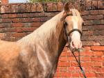 13hh Gelding 